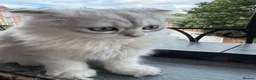 Scottish Fold cats for sale: Scottish Straight ears Kittens available  - Advert 6