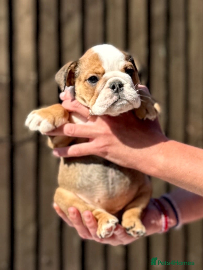 English Bulldog dogs ✨Purebred English Bulldog Pups✨ - Advert 2