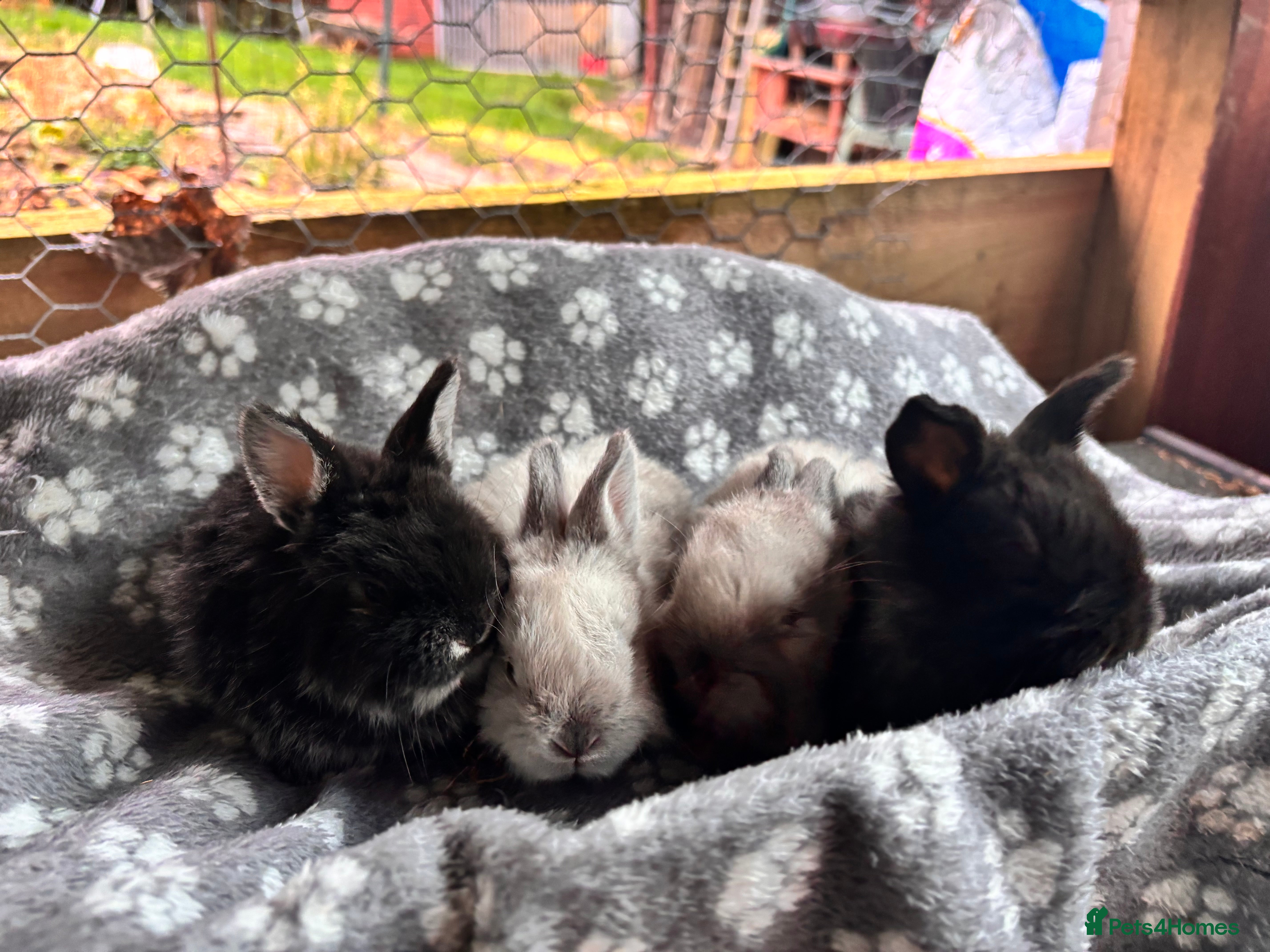 Mixed Breed rabbits  4 baby Sandellers x Holland lops  - Advert 2