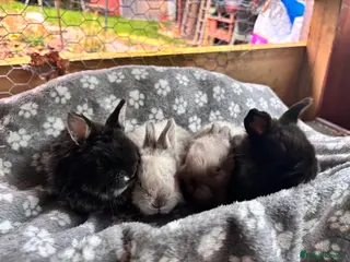 Mixed Breed rabbits 4 baby Sandellers x Holland lops - Advert 2