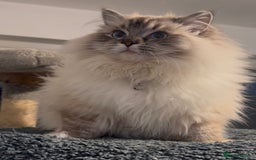 Ragdoll cats for sale: Active Tica Champion blood Ragdoll kittens - Image 12