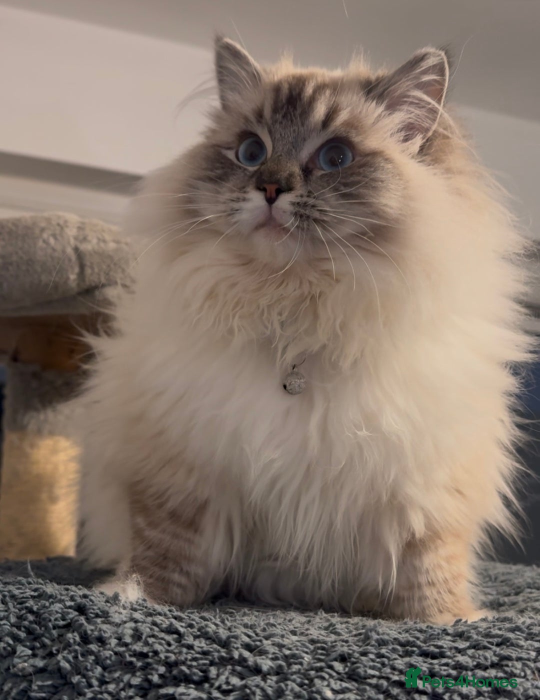 Ragdoll cats for sale: Active Tica Champion blood Ragdoll kittens - Image 12