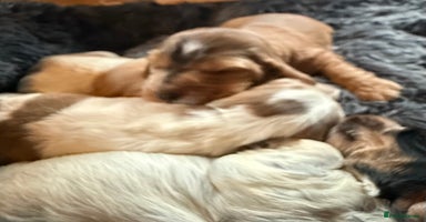 Cocker Spaniel dogs - Advert 11