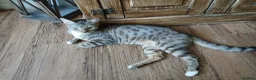 Bengal cats for sale: 3 Bengal Cross Cats Need Loving Home - Advert 7