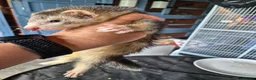 Ferret rodents for sale: Semi Angora Dark Silver Mitted - Advert 6