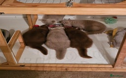British Shorthair cats for sale: Gccf champion line rare fawn bsh kittens - Image 25