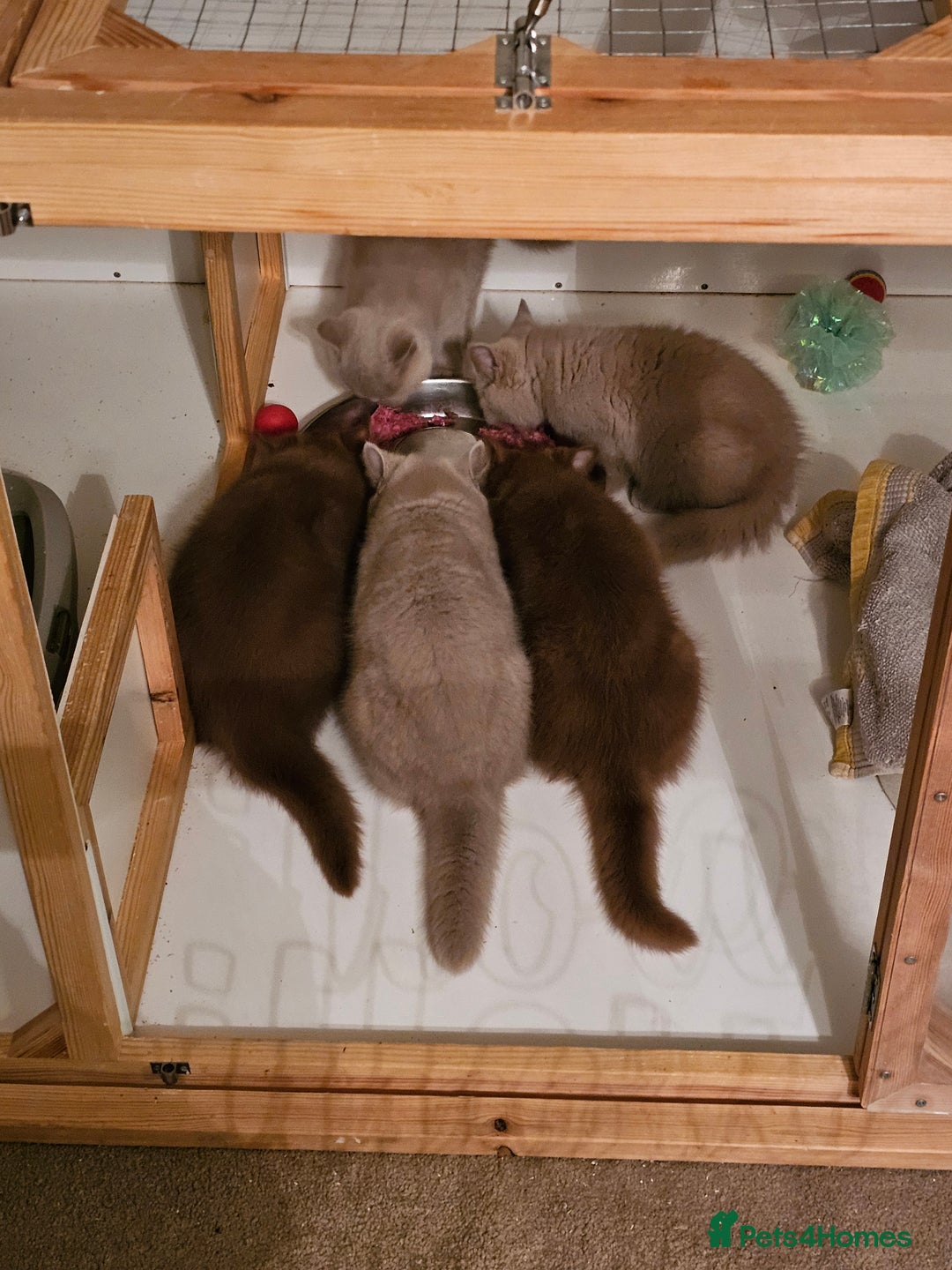 British Shorthair cats for sale: Gccf champion line rare fawn bsh kittens - Image 25