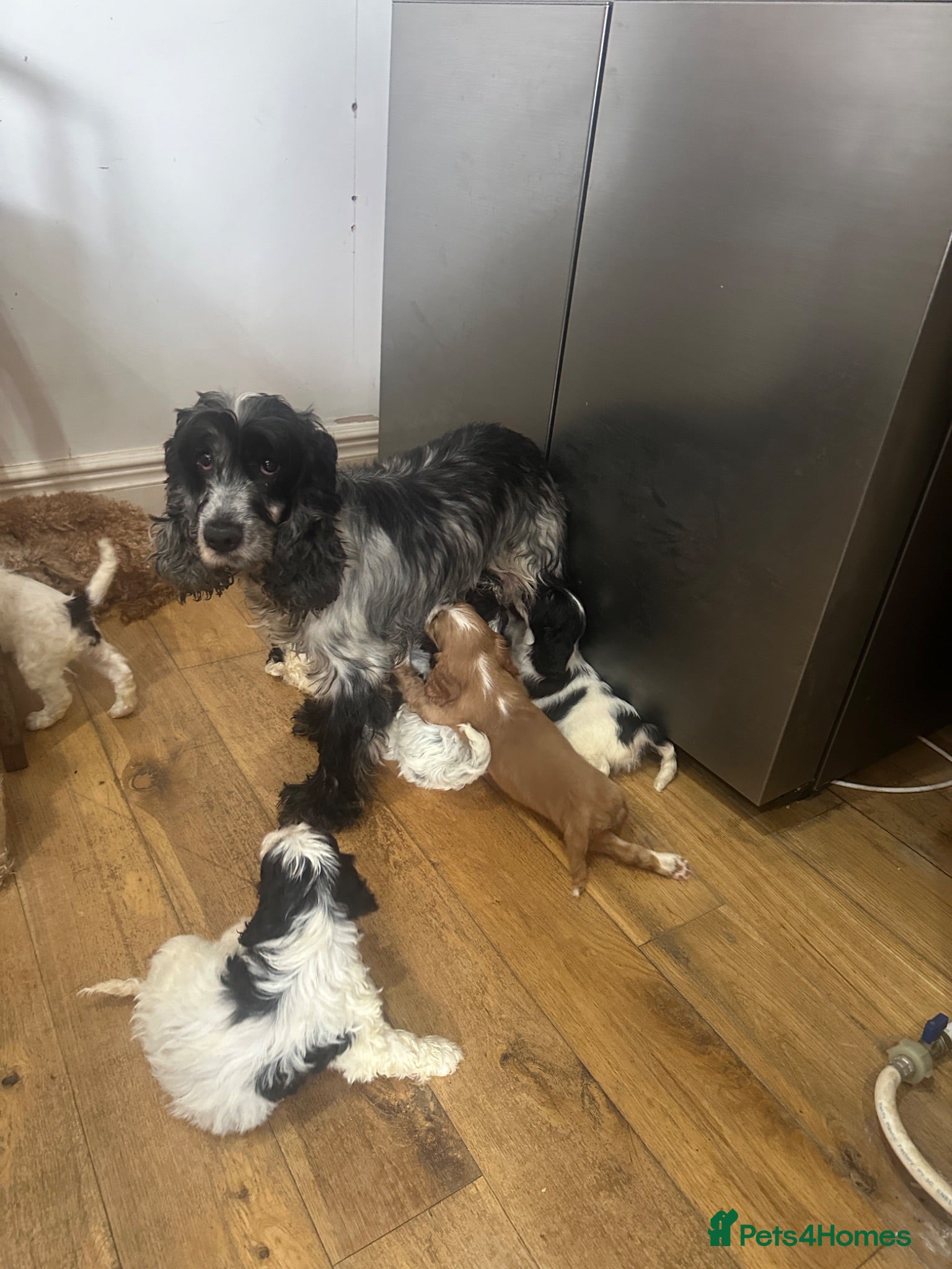 Mixed Breed dogs Cocker Spaniel x Cavapoo puppies available  - Advert 2