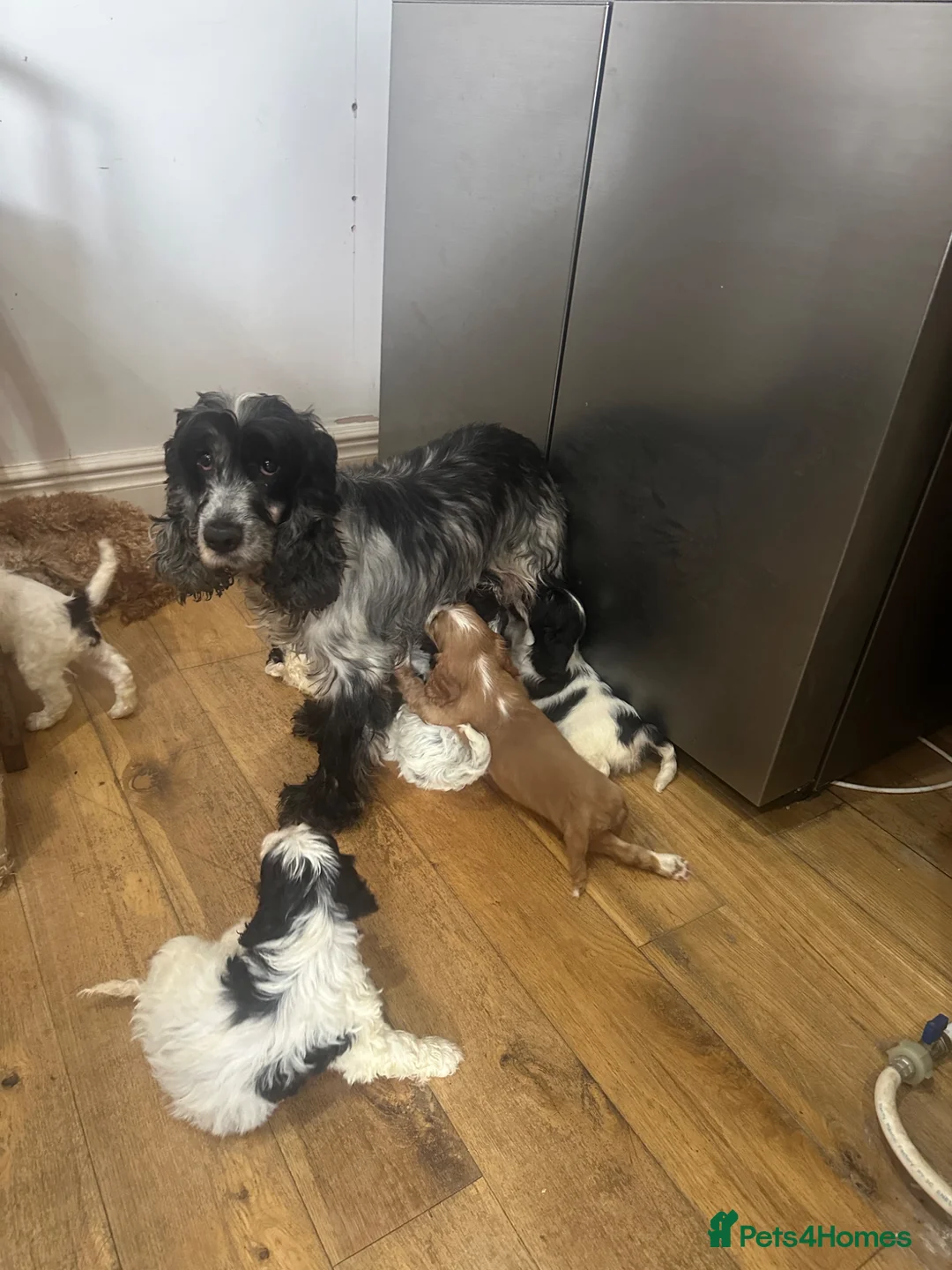Mixed Breed dogs for sale: Cocker Spaniel x Cavapoo puppies available  - Advert 2