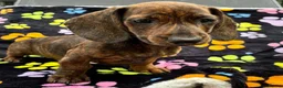 Dachshund dogs for sale: Dachshund Puppies ready for their forever homes - Advert 11