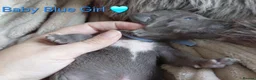 Staffordshire Bull Terrier dogs for sale: Blue and White staffy pups for sale in Salford - Advert 12