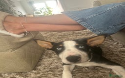 Border Collie dogs for sale: Ronnie  - Image 6