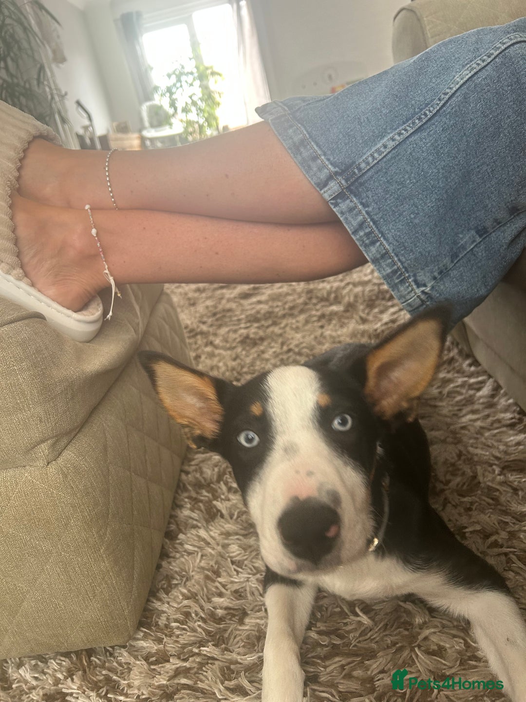 Border Collie dogs for sale: Ronnie  - Image 6