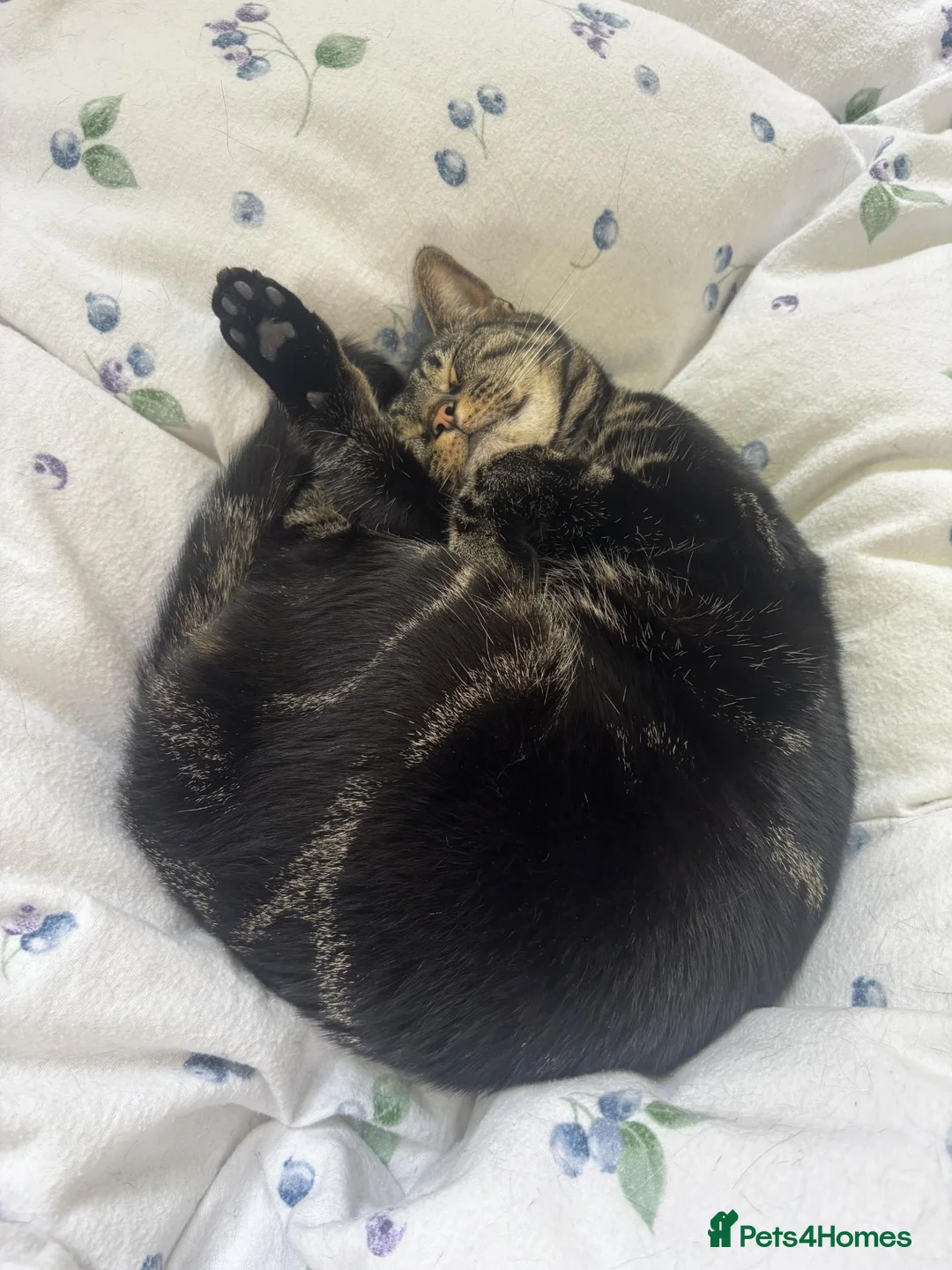 Domestic Shorthair cats for sale: Temporary foster home needed for my two cats in Birmingham - Advert 7