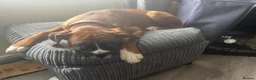 Boxer dogs for sale: Full pedigree boxer approximately 8 months.  - Advert 4