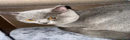 British Shorthair cats for sale: rosie in Smethwick - Advert 3