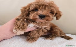 Maltipoo dogs for sale: Toy maltipoo puppies - Image 8
