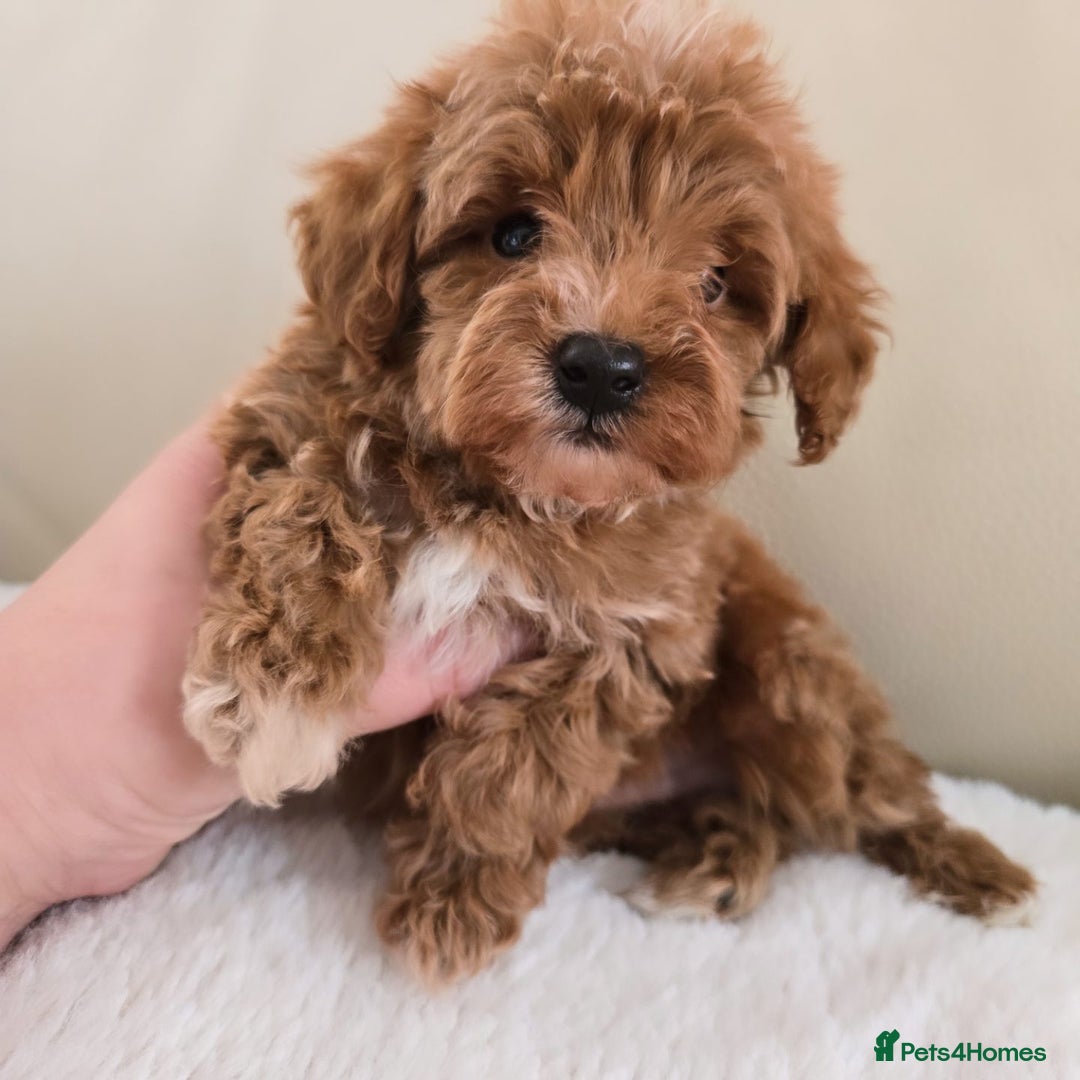Maltipoo dogs for sale: Toy maltipoo puppies - Image 8