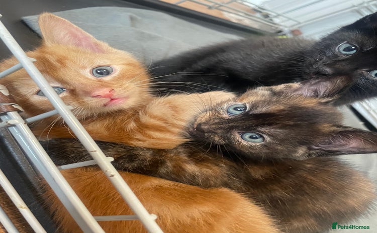 Domestic Shorthair cats - Advert 2
