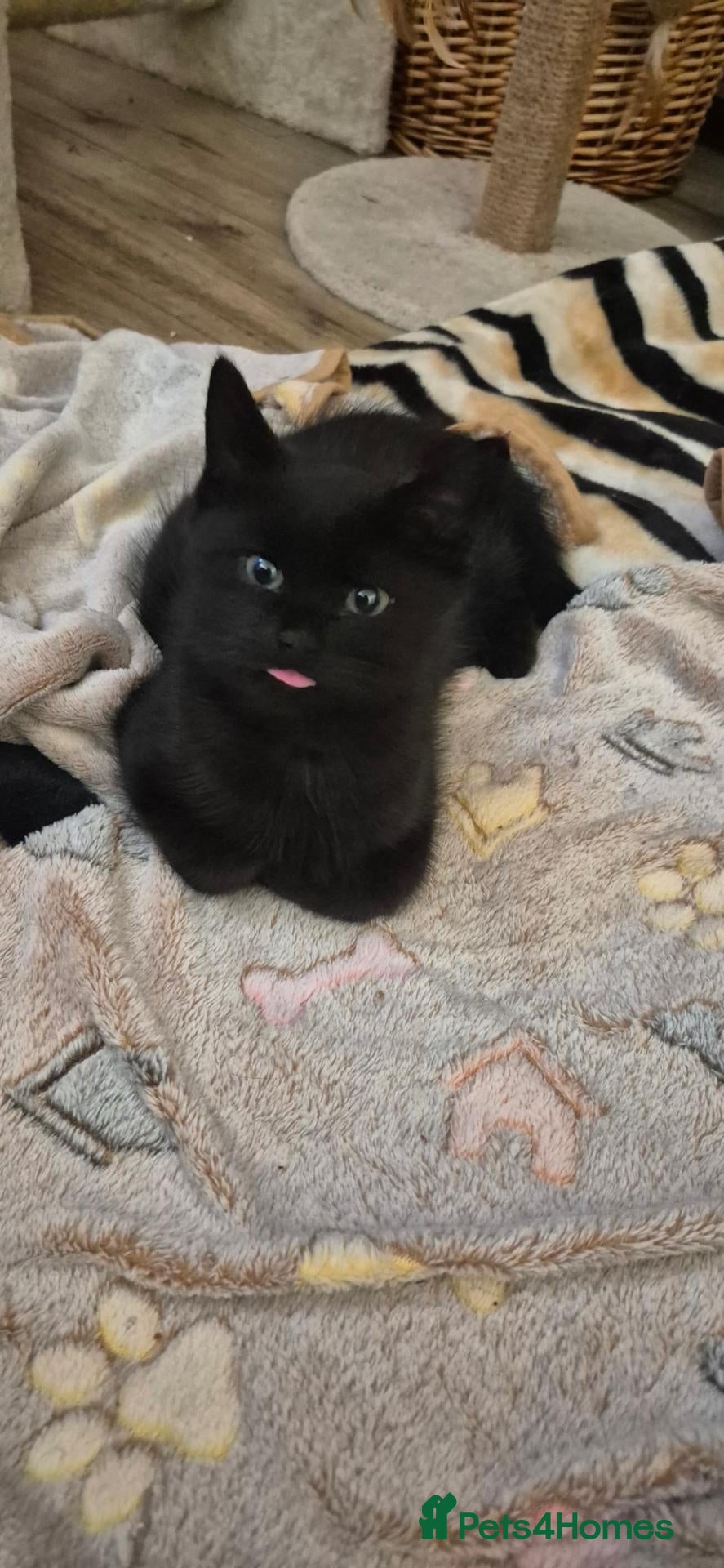 Mixed Breed cats Bengal cross kitten ready now  - Advert 8