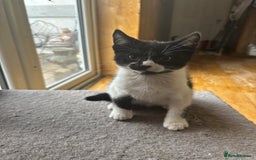 Mixed Breed cats for sale: Kittens  - Image 4