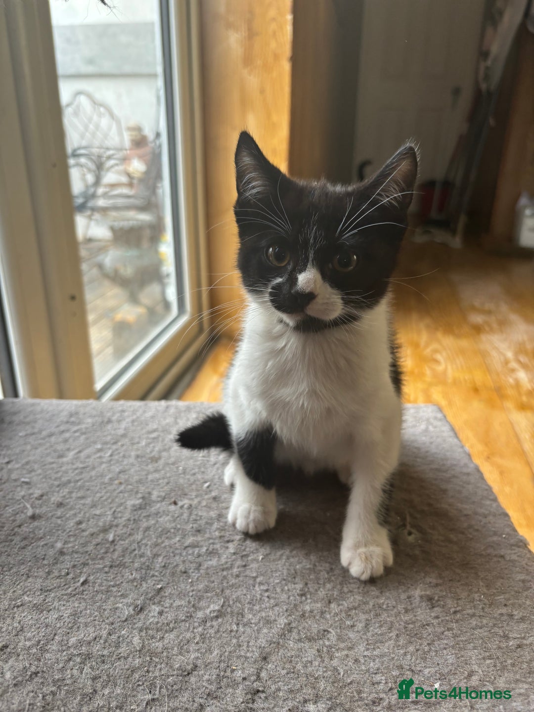Mixed Breed cats for sale: Kittens  - Image 4