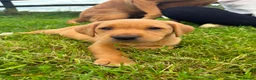 Labrador Retriever dogs for sale: Ready now Red Labrador puppies  - Advert 5
