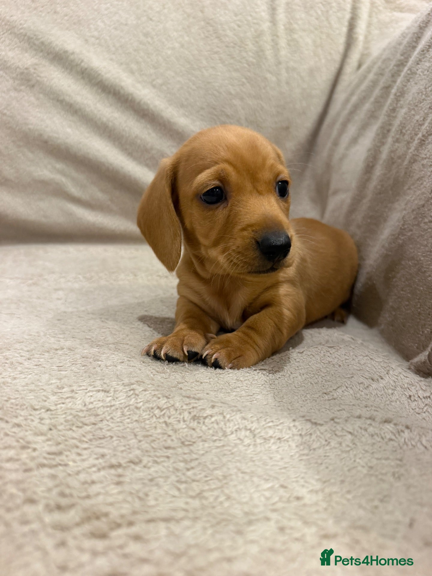 Miniature Dachshund dogs for sale: KC registered smooth miniature dachshunds  - Advert 2