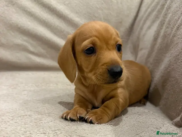 Miniature Dachshund dogs for sale: KC registered smooth miniature dachshunds - Advert 2