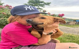 Mixed Breed dogs for adoption: Smithy - Norwich norfolk - Image 12