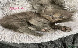 Mixed Breed cats for sale: 5 charming kittens - Image 5