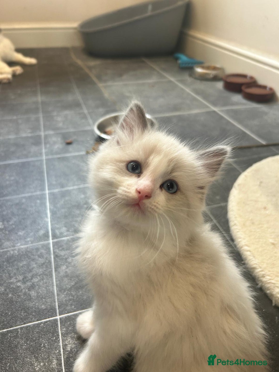 Ragdoll cats for sale: Pure longhair Ragdoll Kittens - Raised with Soul - Image 15