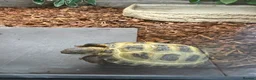 Tortoise reptiles for sale: Horsefield tortoise juvenile  - Advert 2