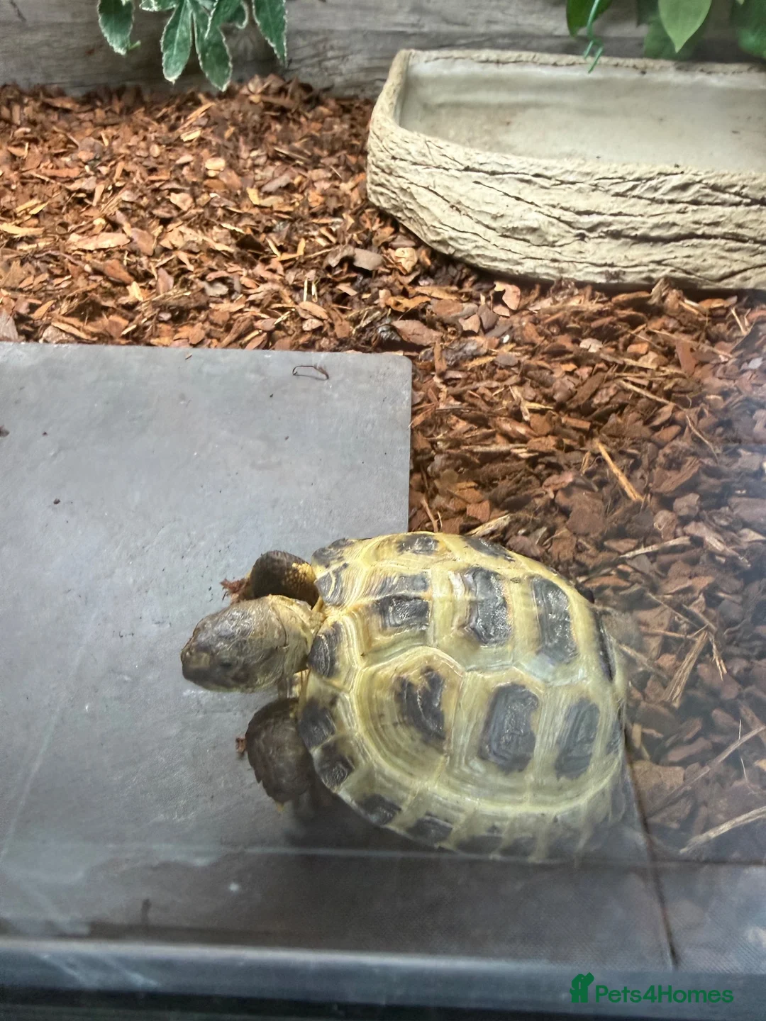 Tortoise reptiles for sale: Horsefield tortoise juvenile  - Advert 2