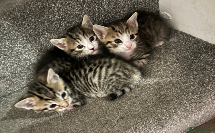 Mixed Breed cats - Advert 3