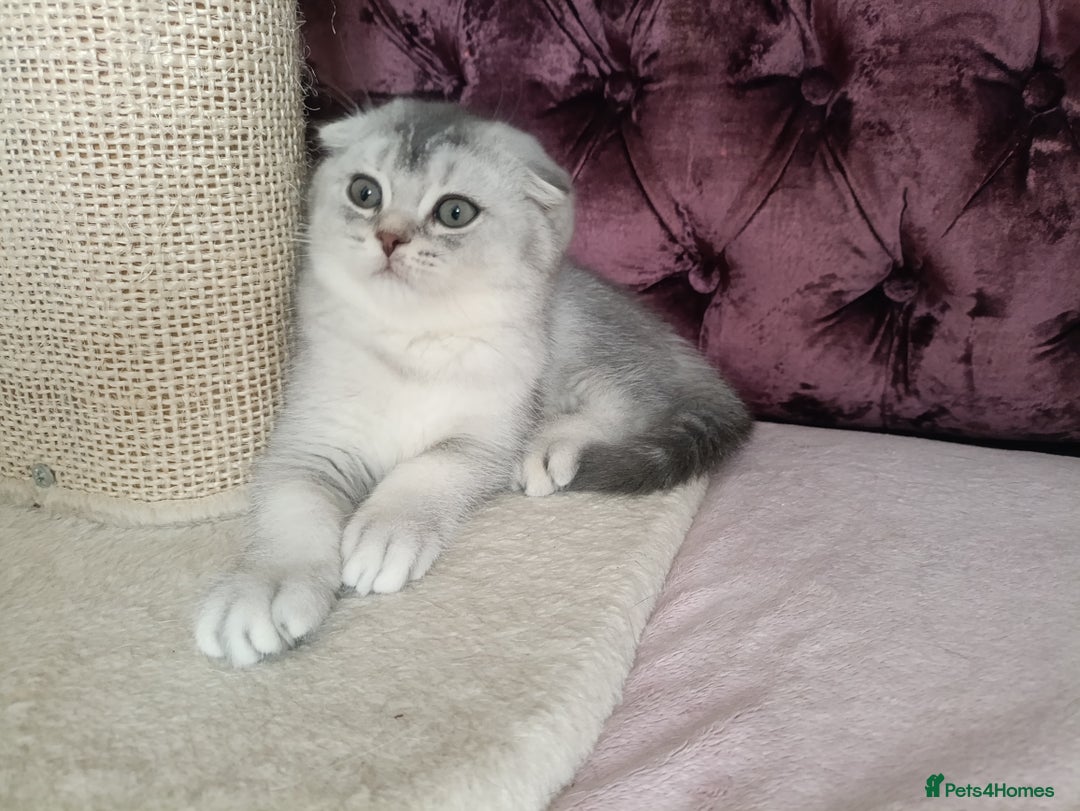 British Shorthair cats for sale: Gorgeous kittens for sale  - Image 19