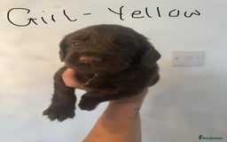 Cocker Spaniel dogs for sale: Cocker Spaniel Puppies - Image 10