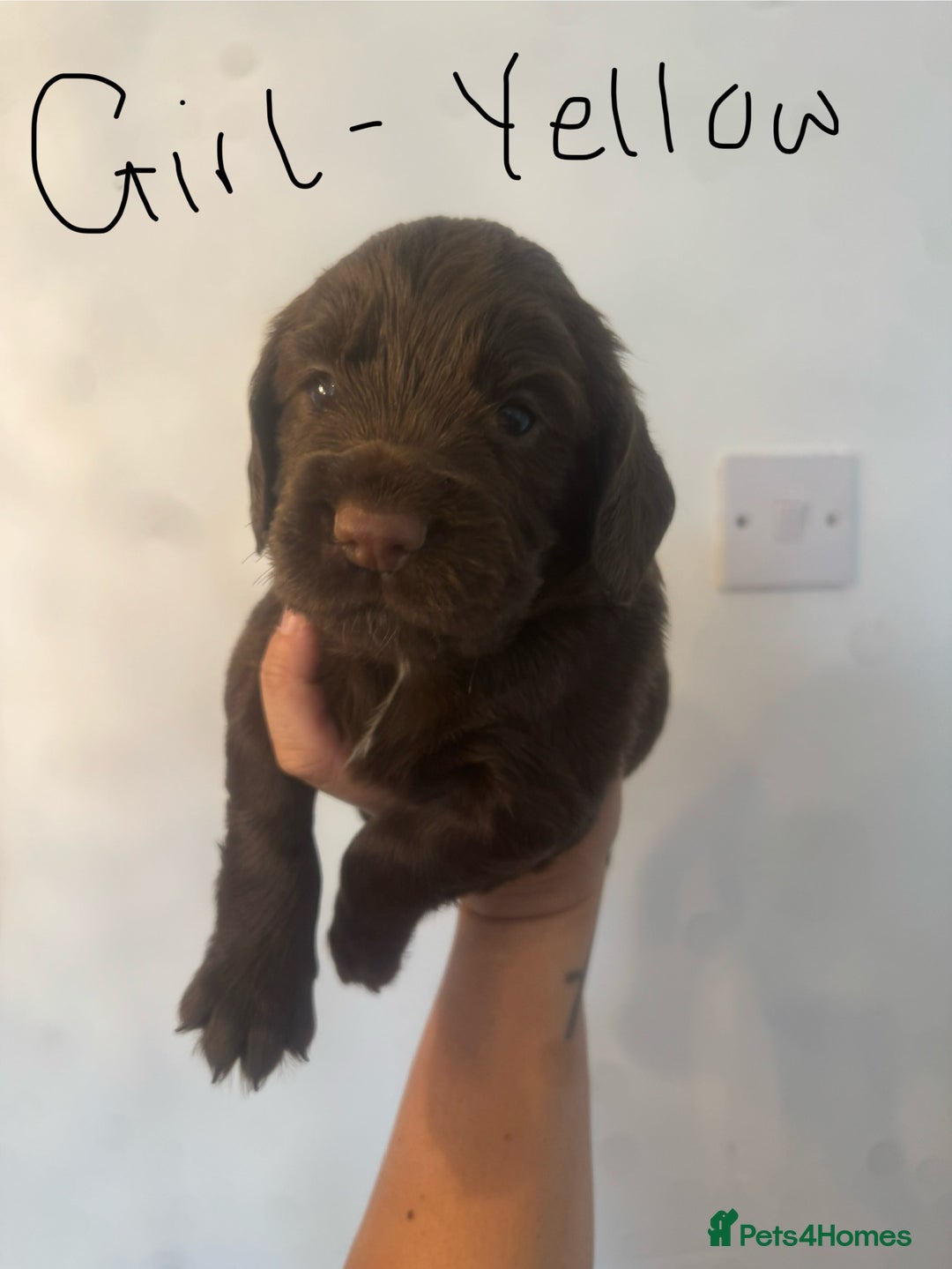 Cocker Spaniel dogs for sale: Cocker Spaniel Puppies - Image 10