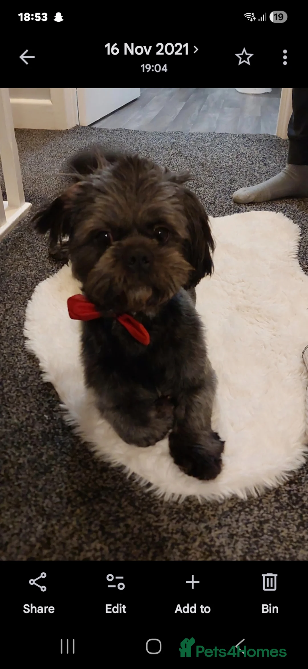 Shih Tzu dogs for sale: Gorgeous Shih Tzu Pups - Advert 2