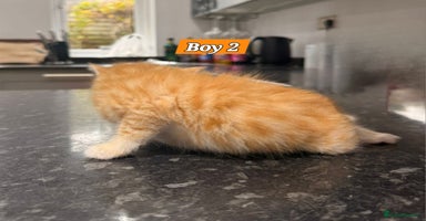 Bengal cats - Advert 16