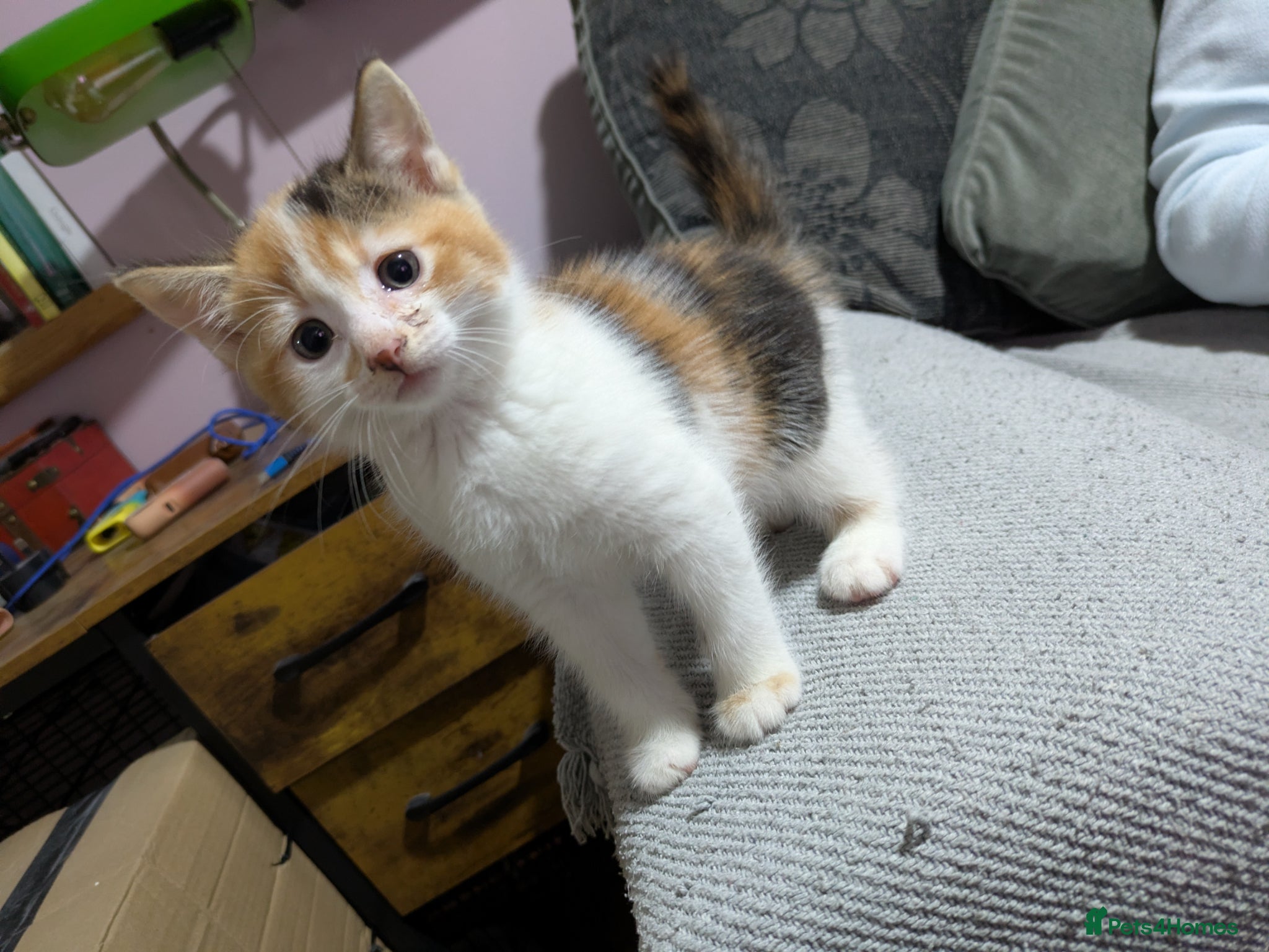 Mixed Breed cats for sale: Adorable kittens  - Advert 6