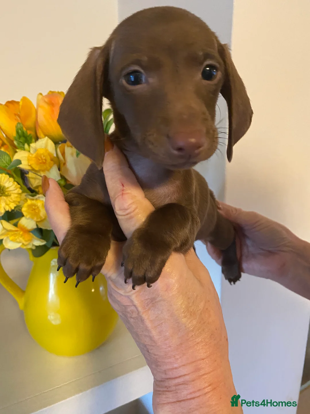 Miniature Dachshund dogs for sale: BEAUTIFUL K.C CHOCOLATE BOY MINIATURE DACHSHUND!!  - Advert 1