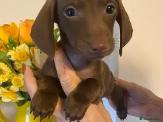 Miniature Dachshund dogs BEAUTIFUL K.C CHOCOLATE BOY MINIATURE DACHSHUND!! - Advert 9