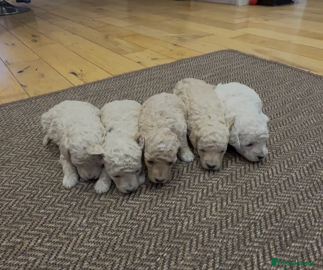 Poochon dogs for sale: POOPOOCHONS!  - Advert 2