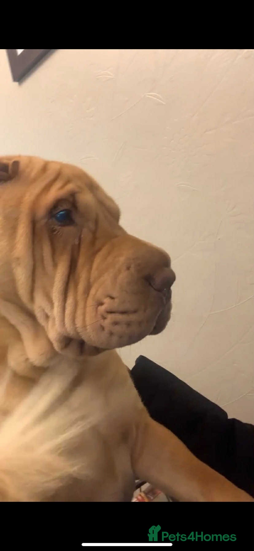Shar Pei dogs for stud: DRAGO Shar Pei Stud - Image 7