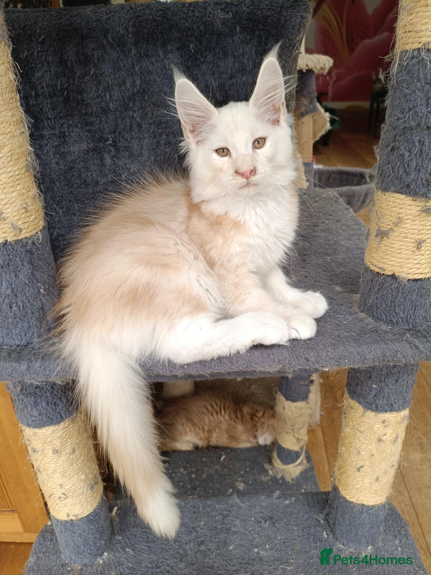 Maine Coon cats XL health tested, tica reg kittens 😍 - Advert 1