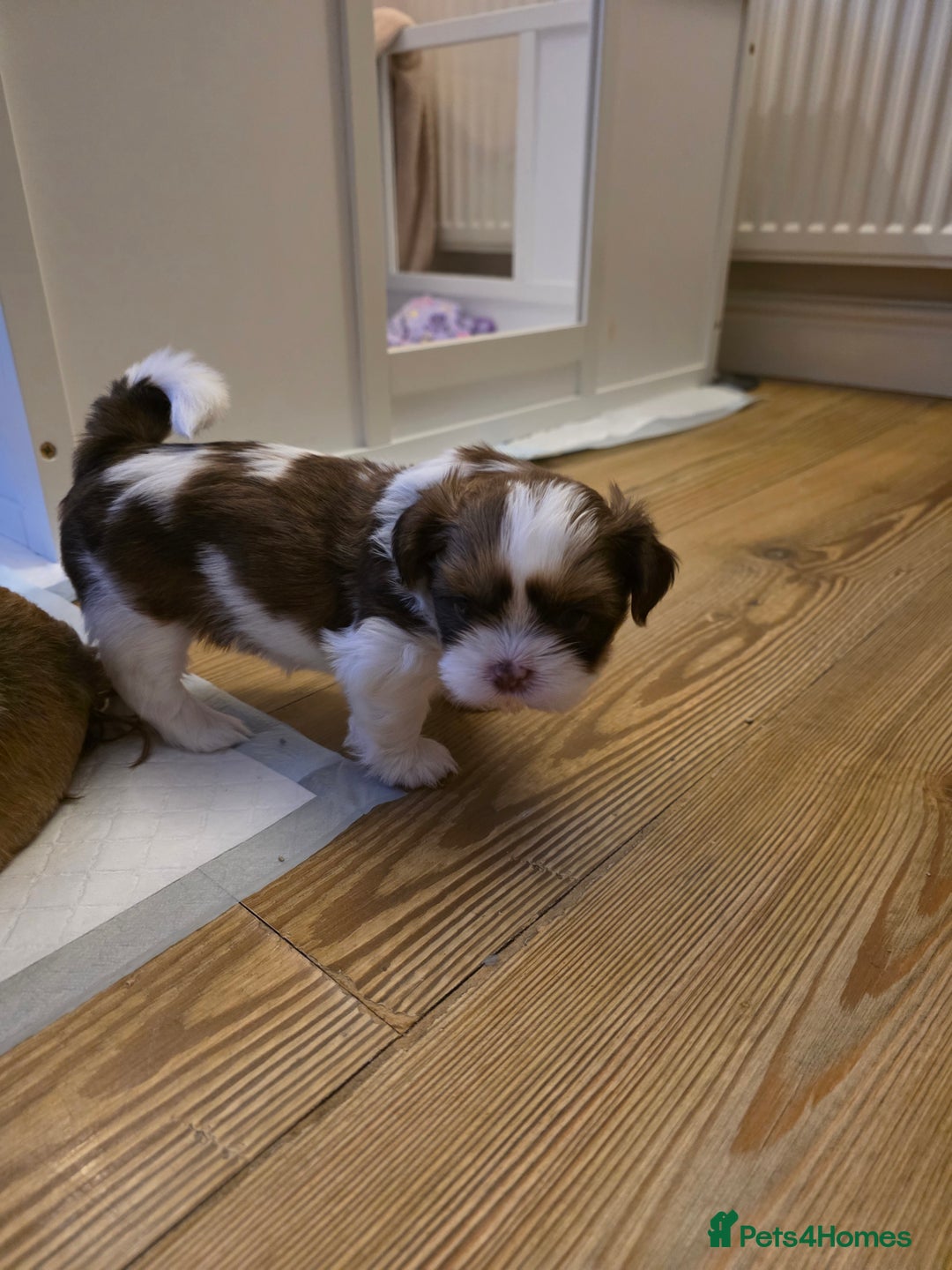 Shih Tzu dogs for sale: Imperial shih tzu stunning - Advert 3
