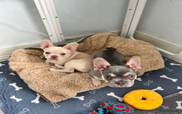 French Bulldog dogs for sale: Big Rope, Big Rope Fluffy & French Bullg - Advert 6