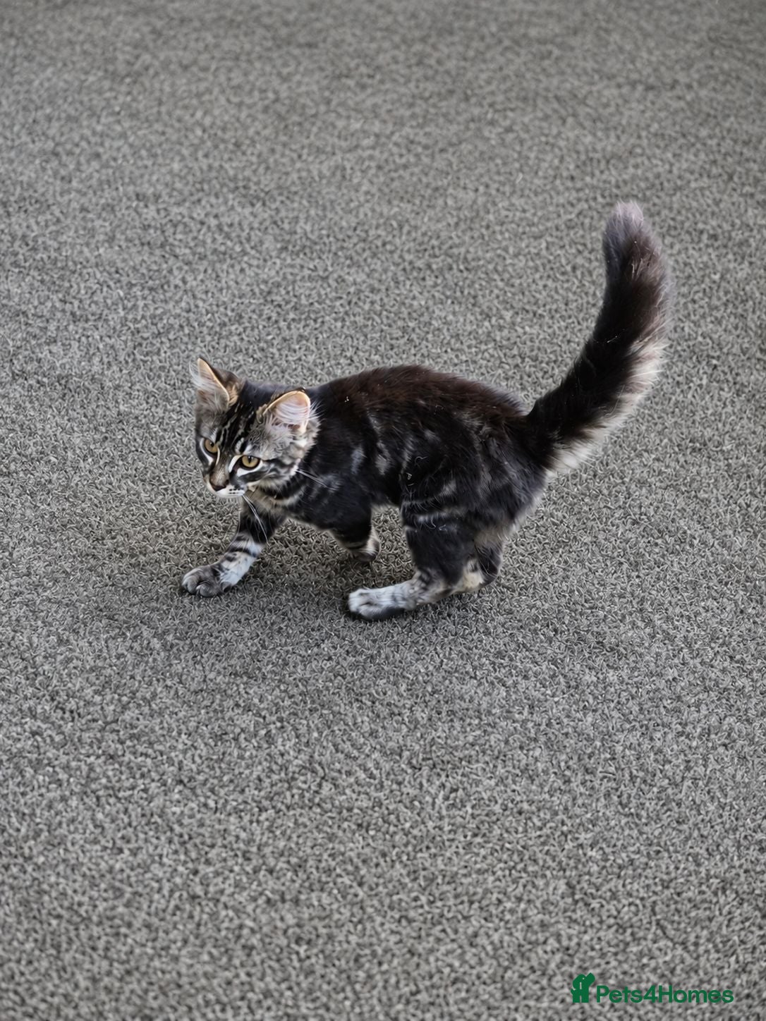 Mixed Breed cats Kitten 15 weeks old - Advert 1