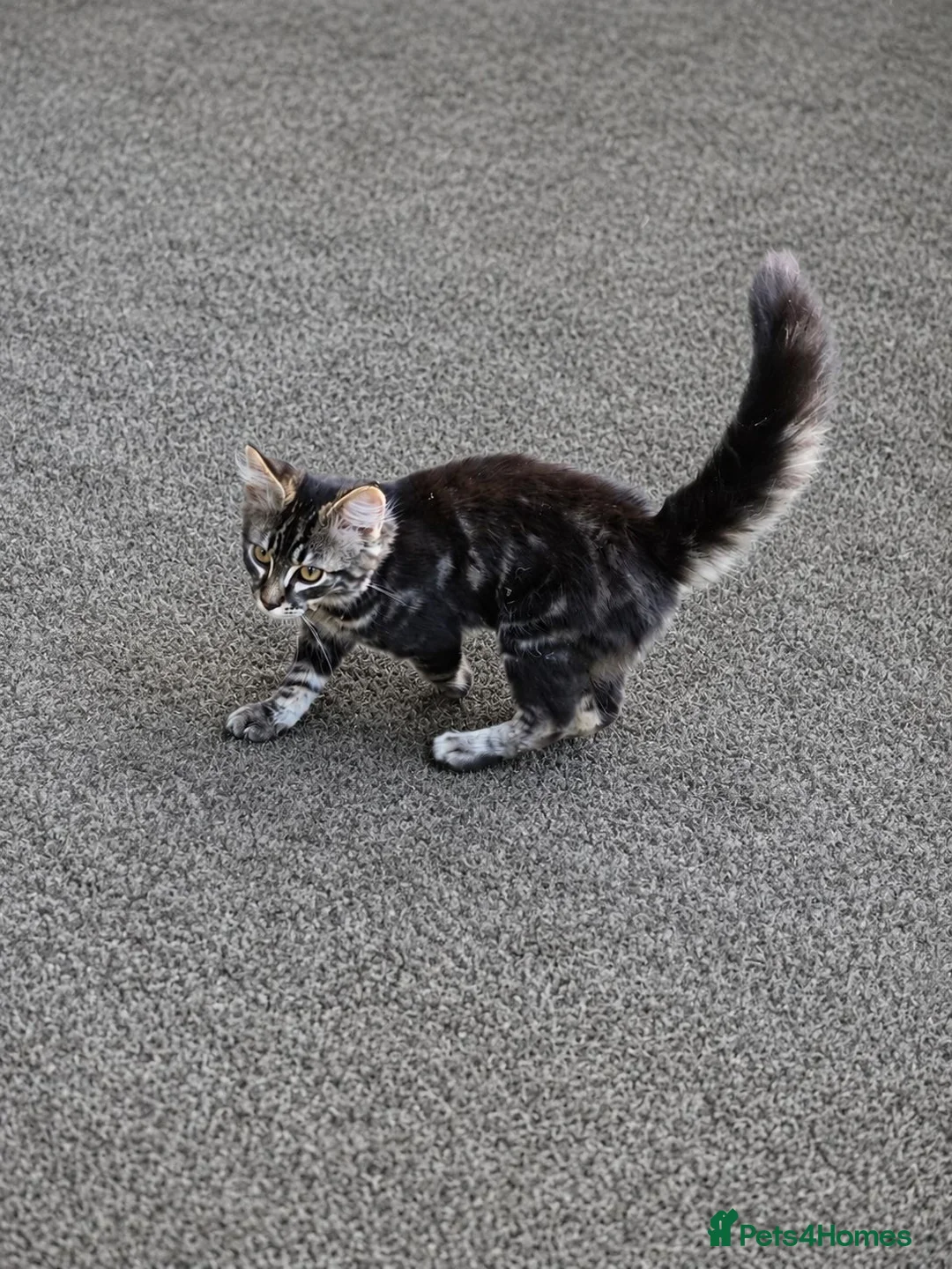 Mixed Breed cats for sale: Kitten 15 weeks old - Advert 1